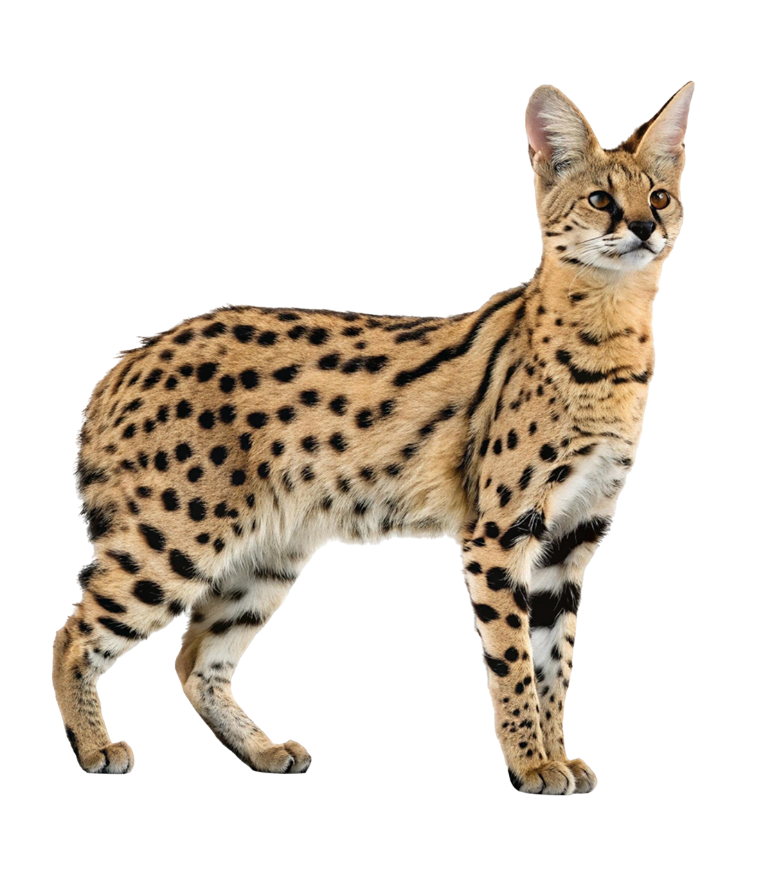 Serval