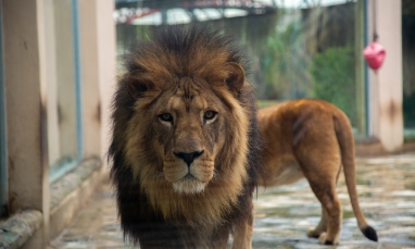 Hayvanat Bahçelerinde Zenginleştirme ve Yaşam Kalitesi