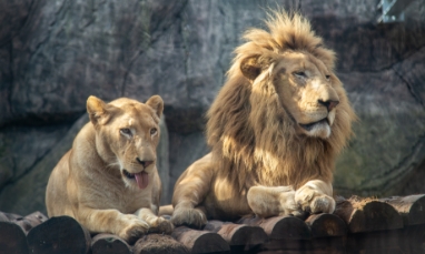Hayvanat Bahçelerinde Zenginleştirme ve Yaşam Kalitesi