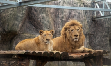 Hayvanat Bahçelerinde Zenginleştirme ve Yaşam Kalitesi