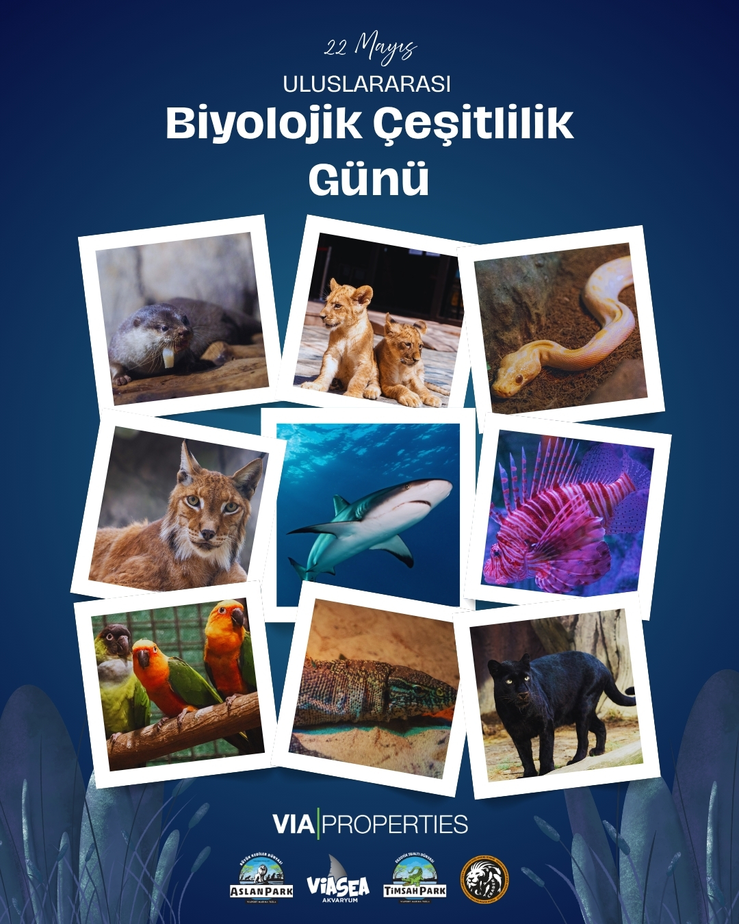 Uluslararası Biyolojik Çeşitlilik Günü 2026: Küresel etki için yerel hareket etmek