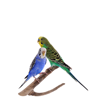 Budgerigar